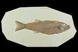 Uncommon, Fossil Fish (Mioplosus) - Wyoming #122672-1